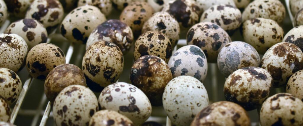 Quail Farm India