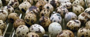 Quail Farm India
