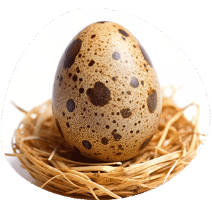 Farm Fresh Quail Eggs Tamil Nadu