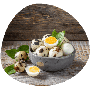 Wholesale Quail Eggs