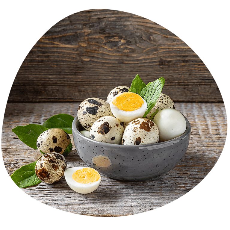 Wholesale Quail Eggs