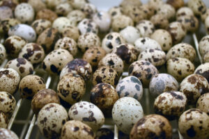 Wholesale Quail Eggs in Coimbatore