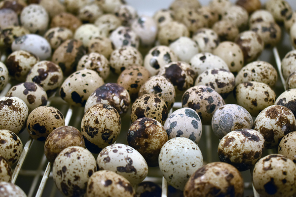 Wholesale Quail Eggs in Coimbatore