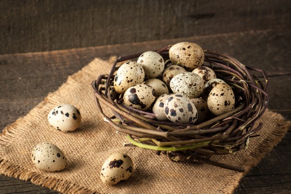 Farm Fresh Quail Eggs