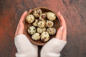 Quail Egg Distributor Coimbatore