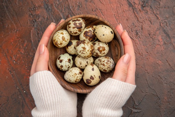 Quail Egg Distributor Coimbatore