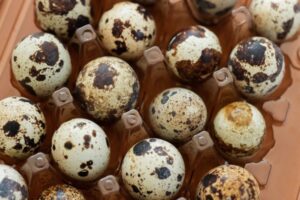 Quail Egg Supplier