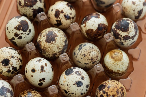 Quail Egg Supplier